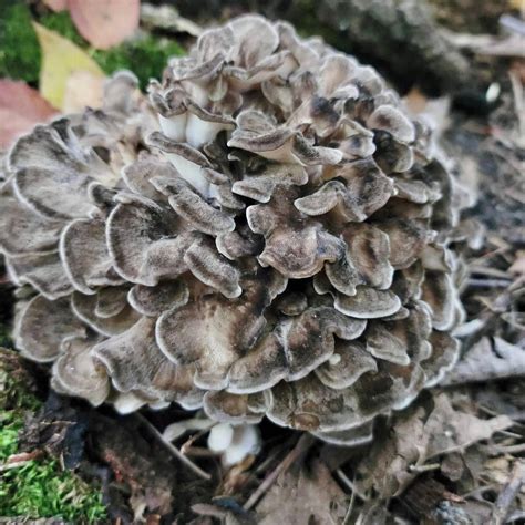 Close-up of a cluster of hen of the woods mushrooms on a forest floor