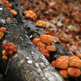 Glistening orange nameko mushrooms on a decaying log with a blurred natural background