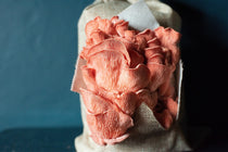 Close-up of a pink oyster mushrooms on a textured surface with a dark background