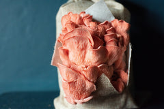 Close-up of a pink oyster mushrooms on a textured surface with a dark background