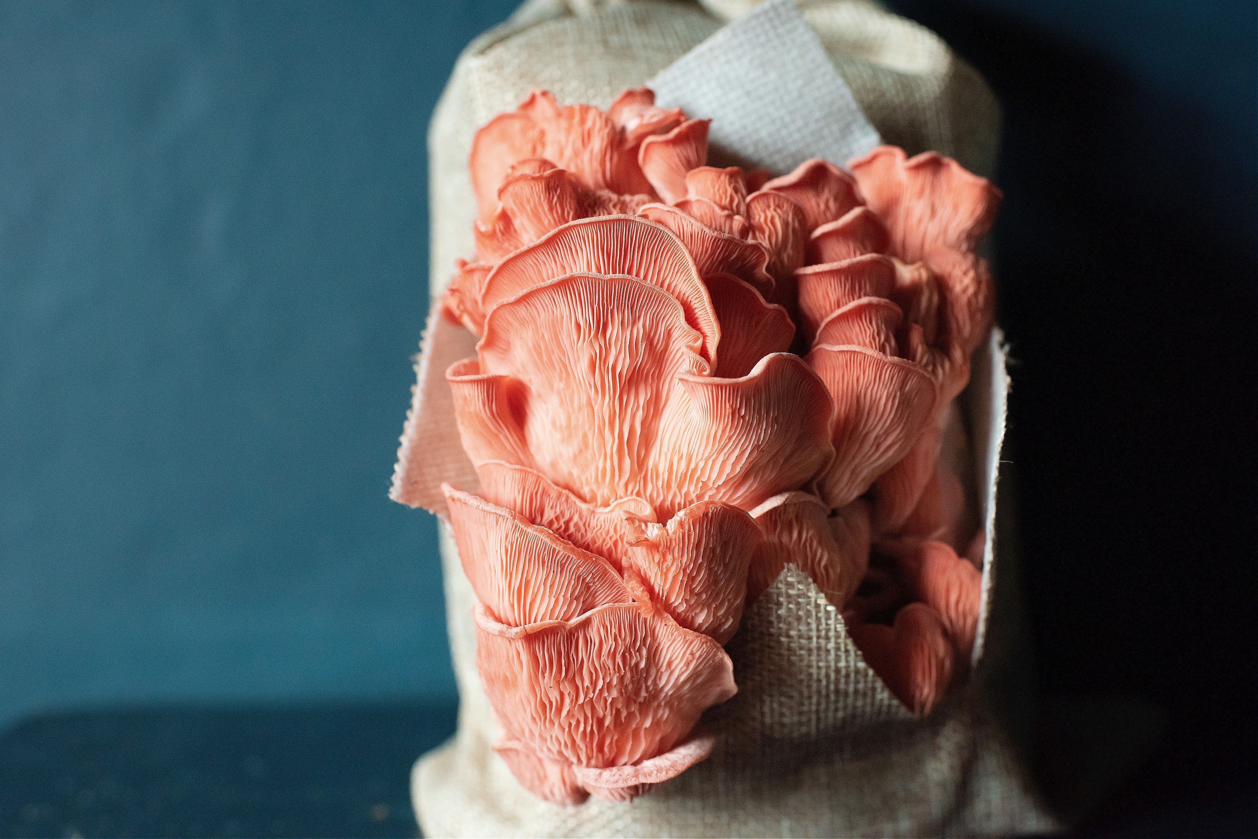 Close-up of a pink oyster mushrooms on a textured surface with a dark background