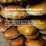 Speckled Chestnut Gourmet Mushroom Grow Your Own Kit