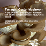 Mushroom Log kits