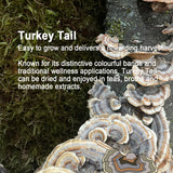 Mushroom Log Growing Kit