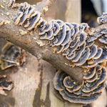 Fungi growing on a branch with a blurred background