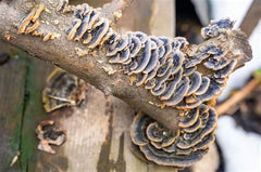 Fungi growing on a branch with a blurred background
