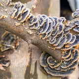 Fungi growing on a branch with a blurred background
