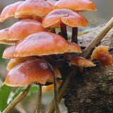 Cluster of velvet shank orange mushrooms growing on a rock with a blurred natural background