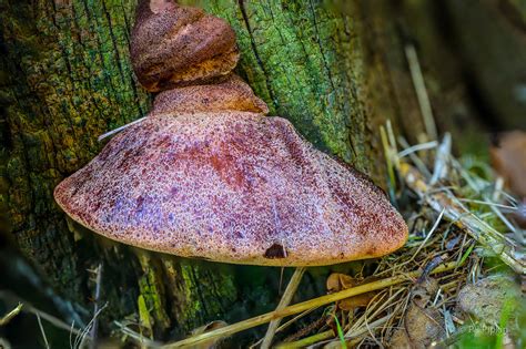 Close-up of a beef steak mushroom on a tree trunk in a forest setting