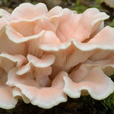 Pinkish-white mushrooms growing on a tree trunk with green leaves in the background