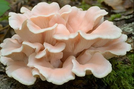Pinkish-white mushrooms growing on a tree trunk with green leaves in the background