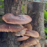 Log Growing video