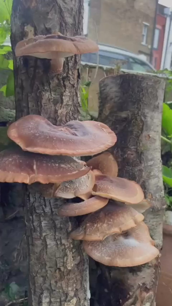 Log Growing video