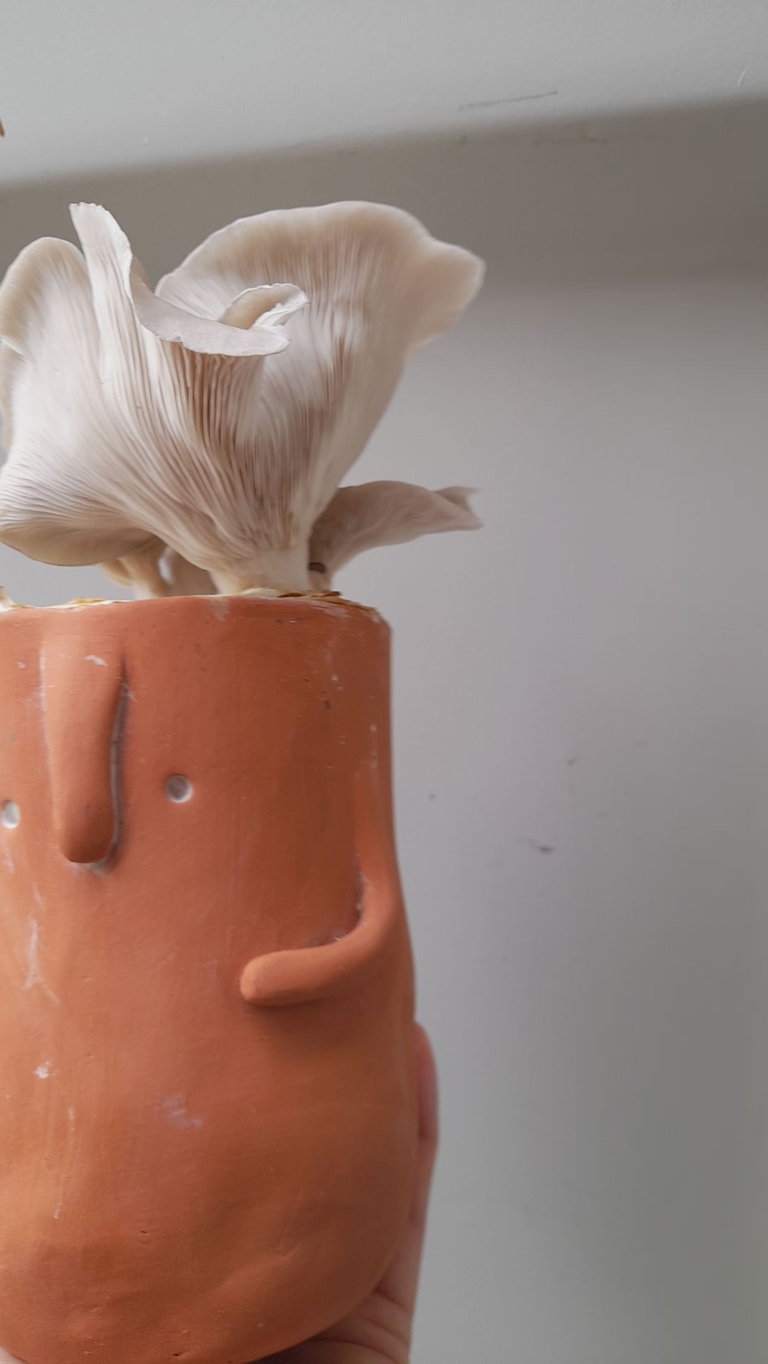 Mushrooms growing in a vase