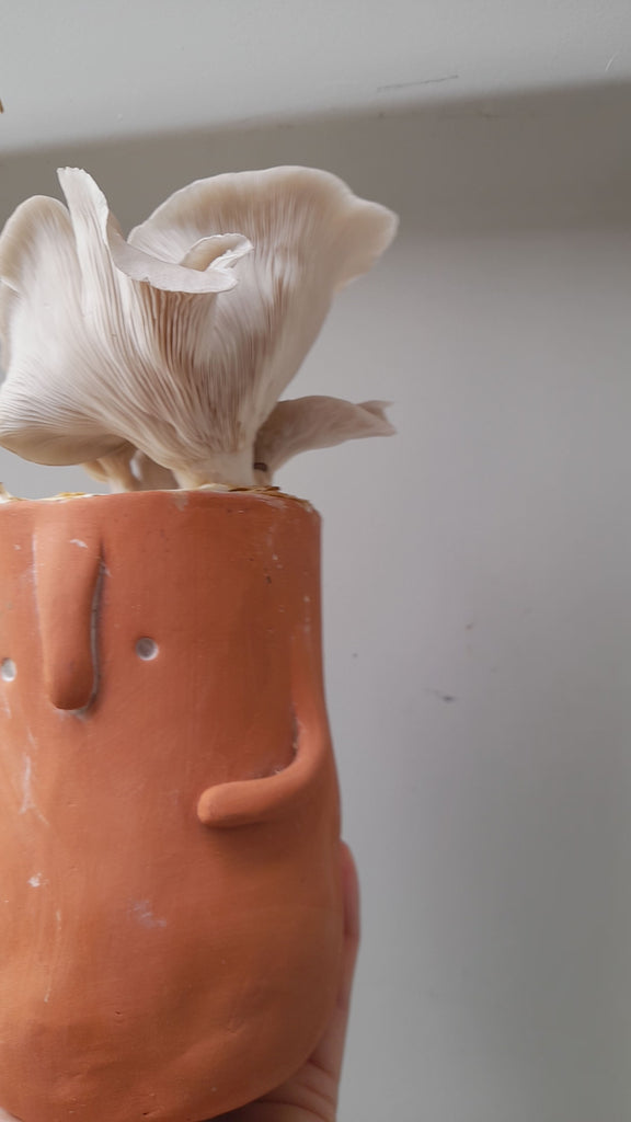 Mushrooms growing in a vase