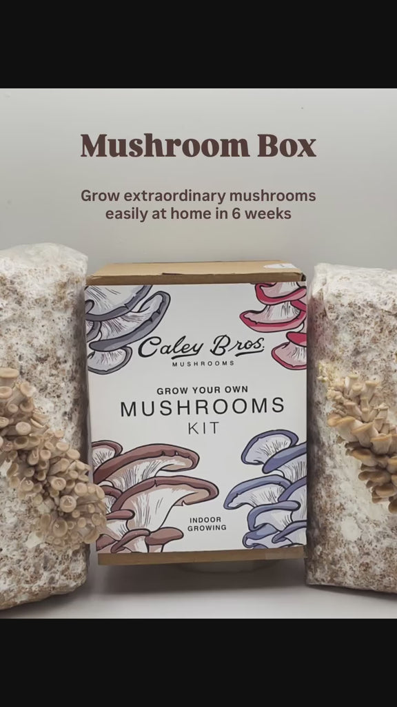 Mushrooms growing video
