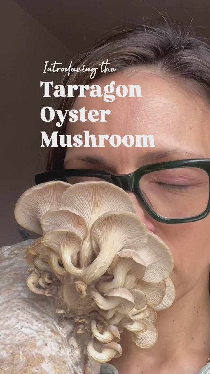 Tarragon Oyster video