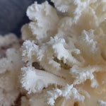 Video of coral tooth growing on kit