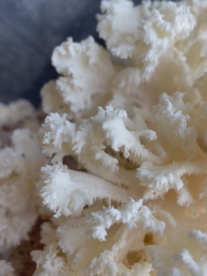 Video of coral tooth growing on kit
