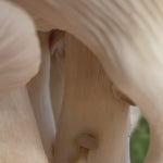 King Oyster Mushroom Grow Kit