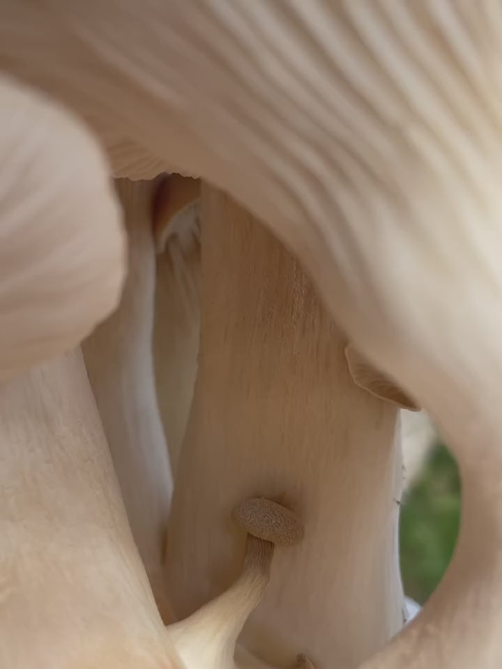 King Oyster Mushroom Grow Kit
