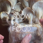 Example of mushrooms grown in small kit