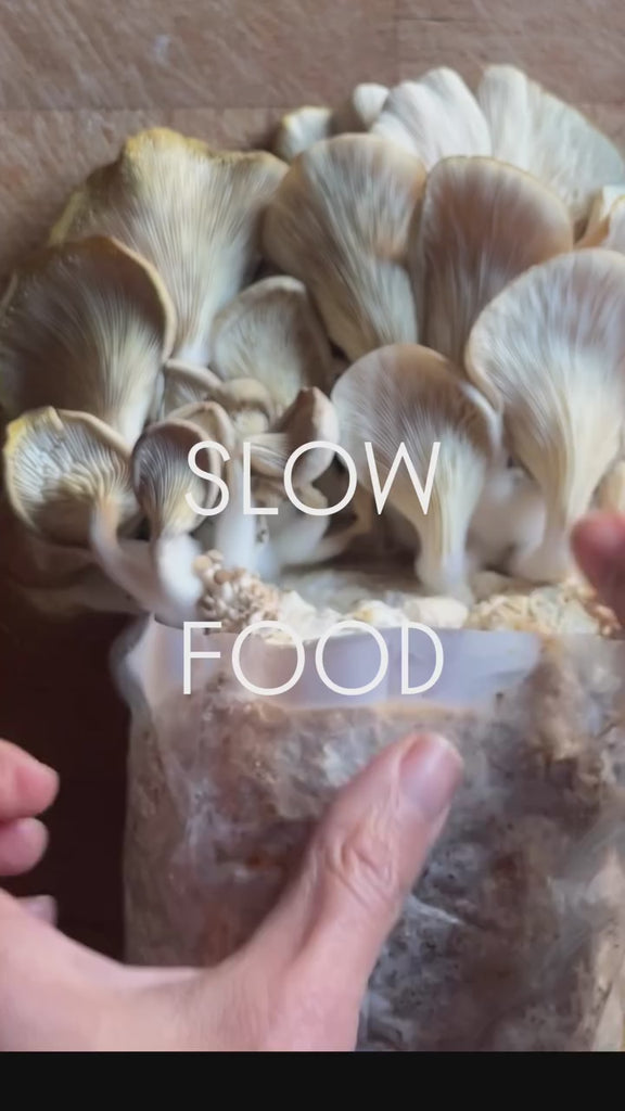 Example of mushrooms grown in small kit