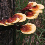 Gold Reishi Mushrooms growing on a tree trunk in a natural setting
